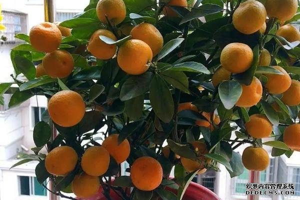 盆栽金桔樹施什么肥料好