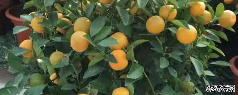 盆栽金桔樹施什么肥料好