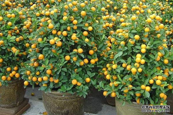 盆栽金桔樹施什么肥料好