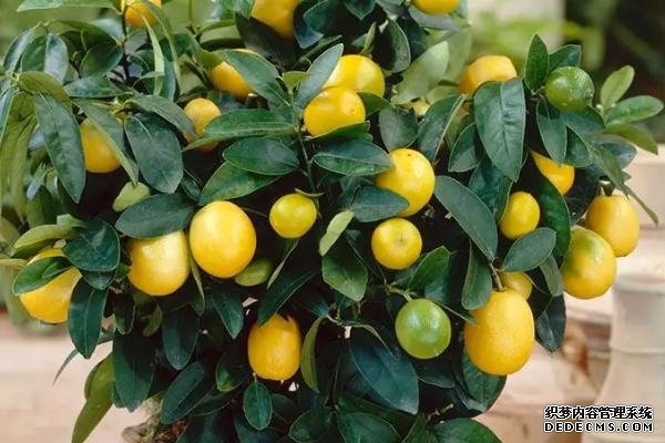 盆栽金桔樹施什么肥料好