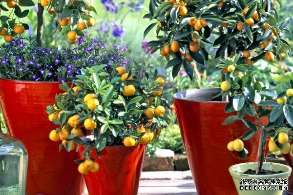 盆栽金桔樹施什么肥料好