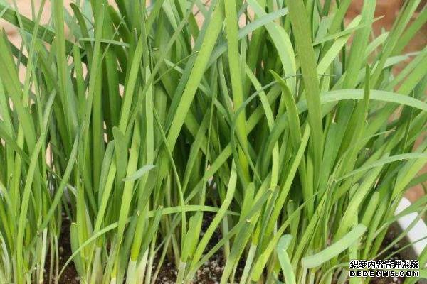 韭菜籽直接播種到土里可以嗎
