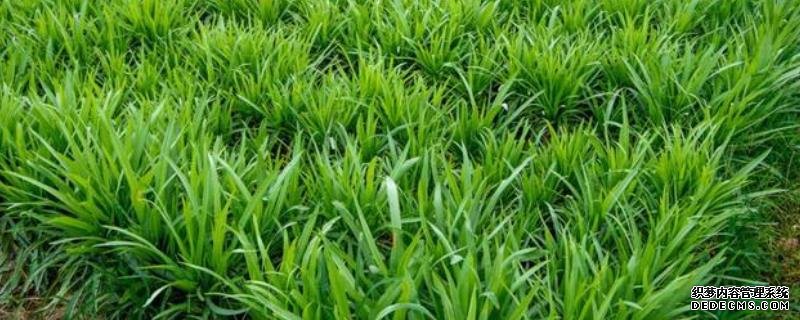 韭菜籽直接播種到土里可以嗎