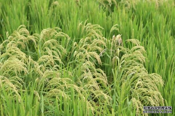海水稻有什么特點
