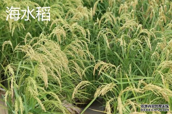 海水稻有什么特點