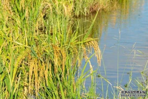 海水稻有什么特點