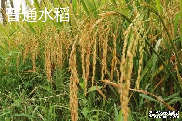 海水稻有什么特點