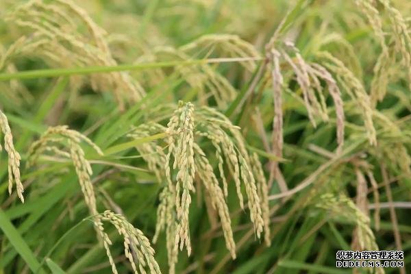 海水稻有什么特點