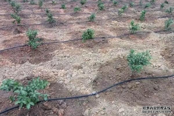 果樹水溶肥怎么使用