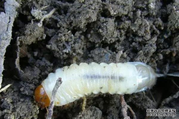 紅薯地下害蟲專用藥