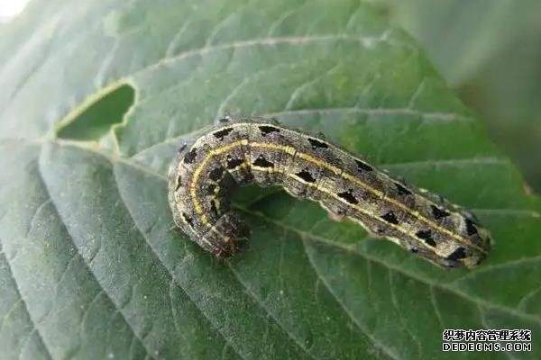 紅薯地下害蟲專用藥