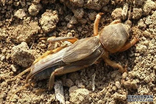 紅薯地下害蟲專用藥