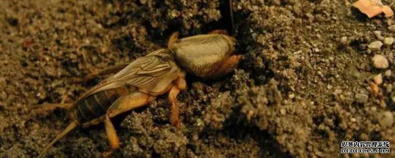 紅薯地下害蟲專用藥