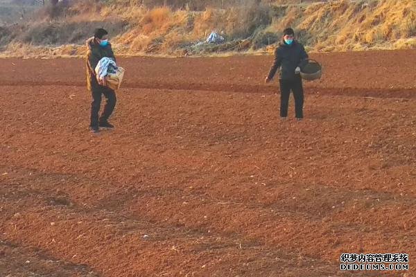 玉米高產施肥方法