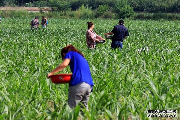 玉米高產施肥方法