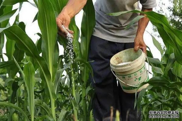 玉米高產施肥方法