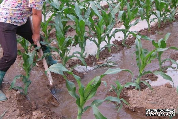 玉米高產施肥方法