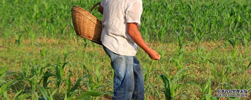 玉米高產施肥方法