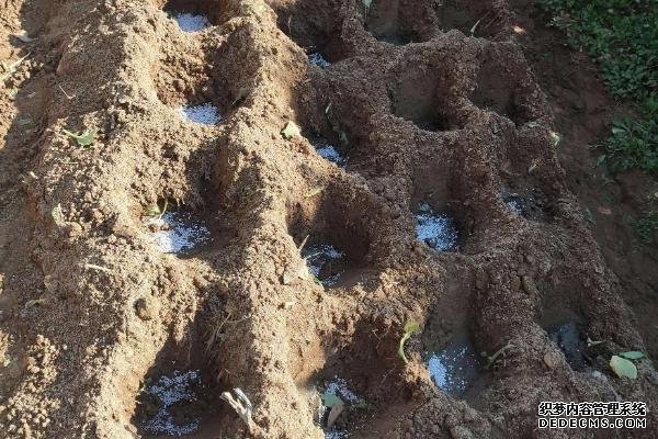 玉米高產施肥方法