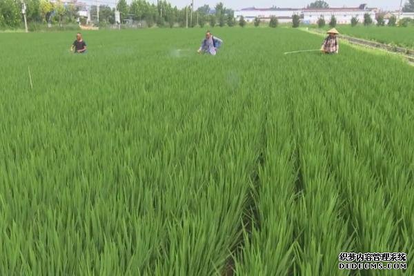 水稻防治害蟲的適宜時(shí)間