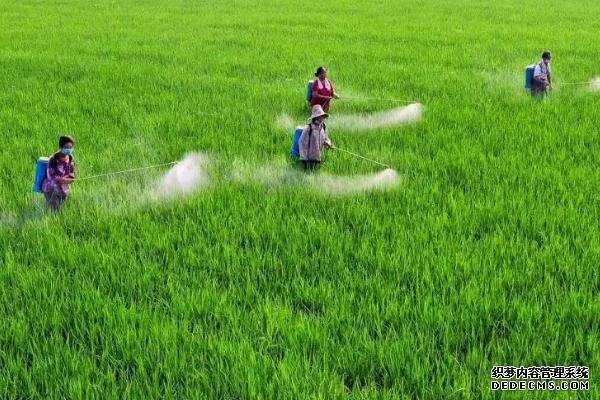 水稻防治害蟲的適宜時(shí)間