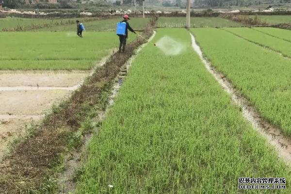 水稻防治害蟲的適宜時(shí)間