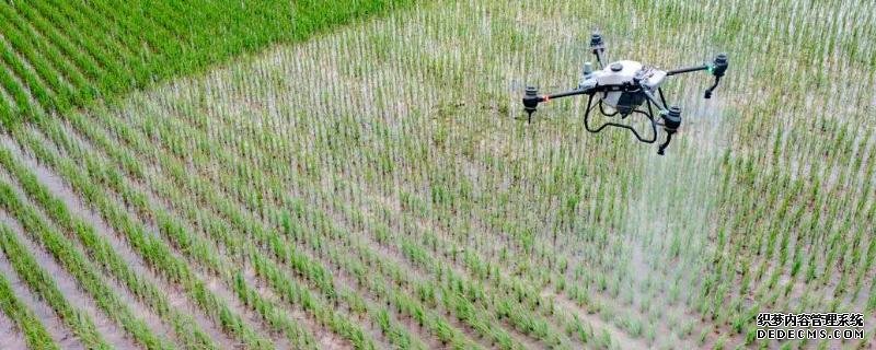 水稻防治害蟲的適宜時(shí)間