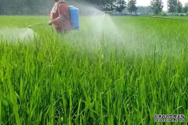 水稻防治害蟲的適宜時(shí)間