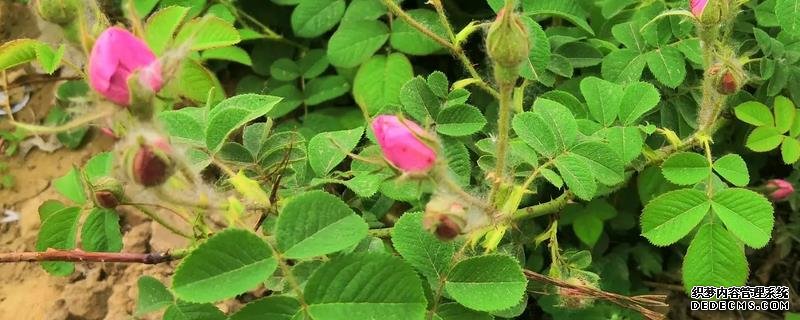 玫瑰花桿栽植要點(diǎn)，附繁殖方式