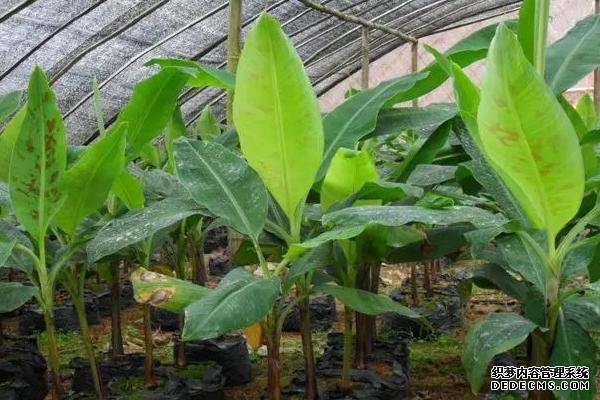 香蕉樹(shù)的種植方法，苗株可購(gòu)買(mǎi)也可自己培育