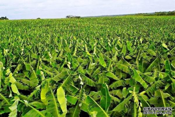 香蕉樹(shù)的種植方法，苗株可購(gòu)買(mǎi)也可自己培育