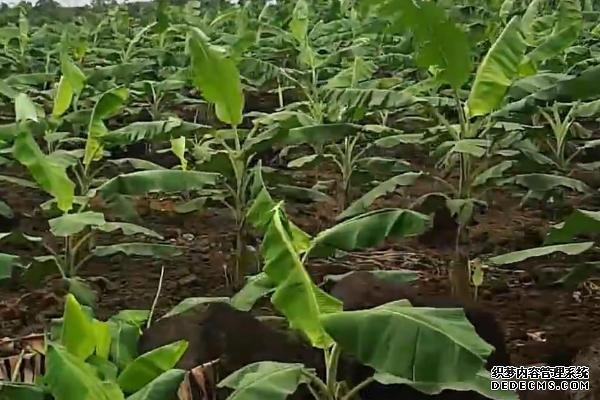香蕉樹(shù)的種植方法，苗株可購(gòu)買(mǎi)也可自己培育