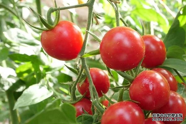 西紅柿筋腐病防治技巧，附發(fā)病原因