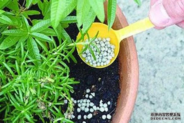 花卉施肥方法，不同種類對肥料的要求不同