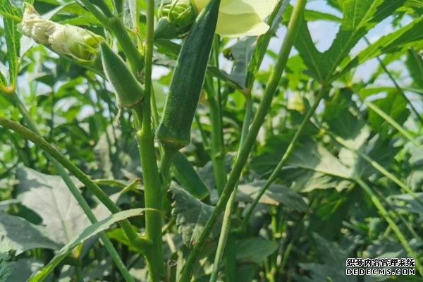 盆栽黃秋葵種植技術(shù)，花盆越寬大越好