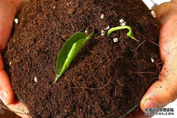 盆栽黃秋葵種植技術(shù)，花盆越寬大越好