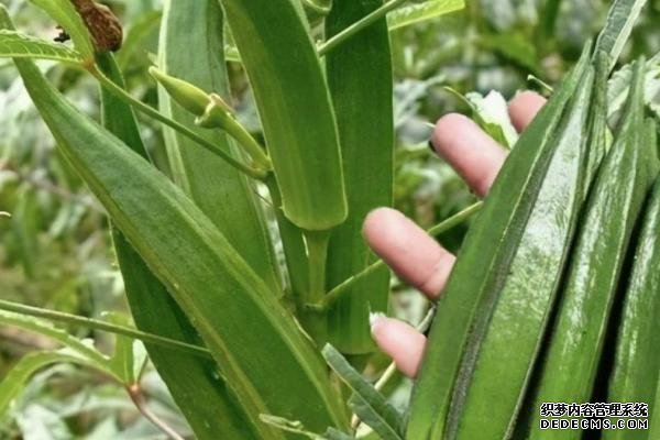 盆栽黃秋葵種植技術(shù)，花盆越寬大越好