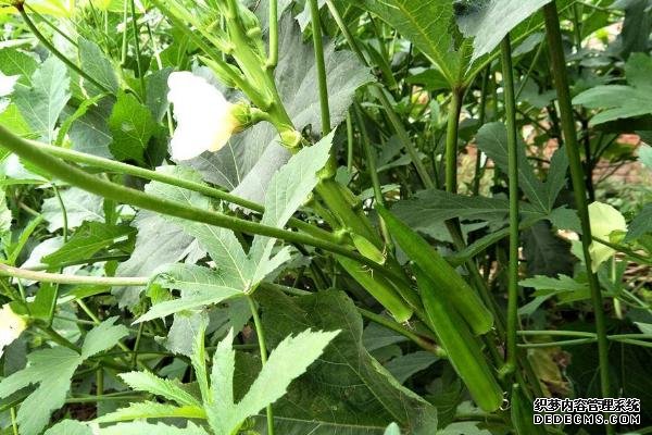 盆栽黃秋葵種植技術(shù)，花盆越寬大越好