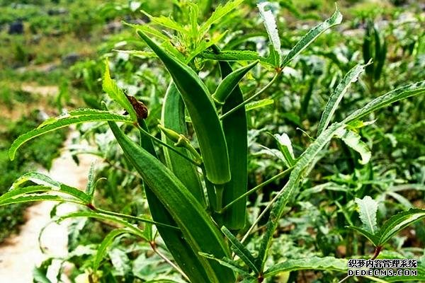 盆栽黃秋葵種植技術(shù)，花盆越寬大越好