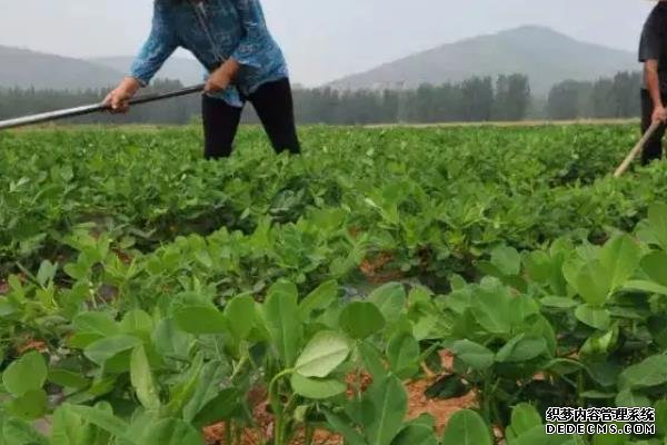 花生何時打三遍藥，附花生基本介紹