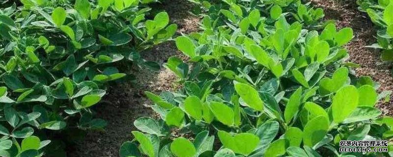 花生何時打三遍藥，附花生基本介紹